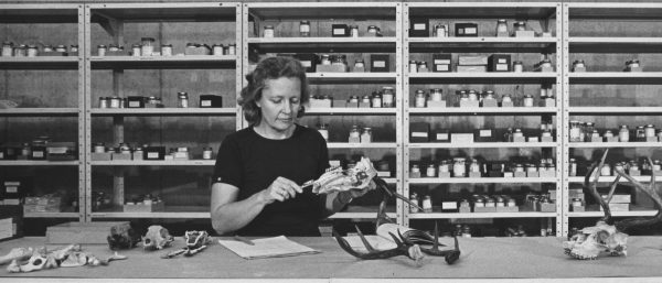 Liz Wing studies animal remains at a lab bench