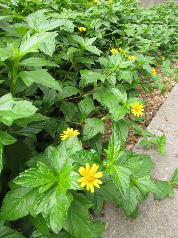 yellow daisylike flowers