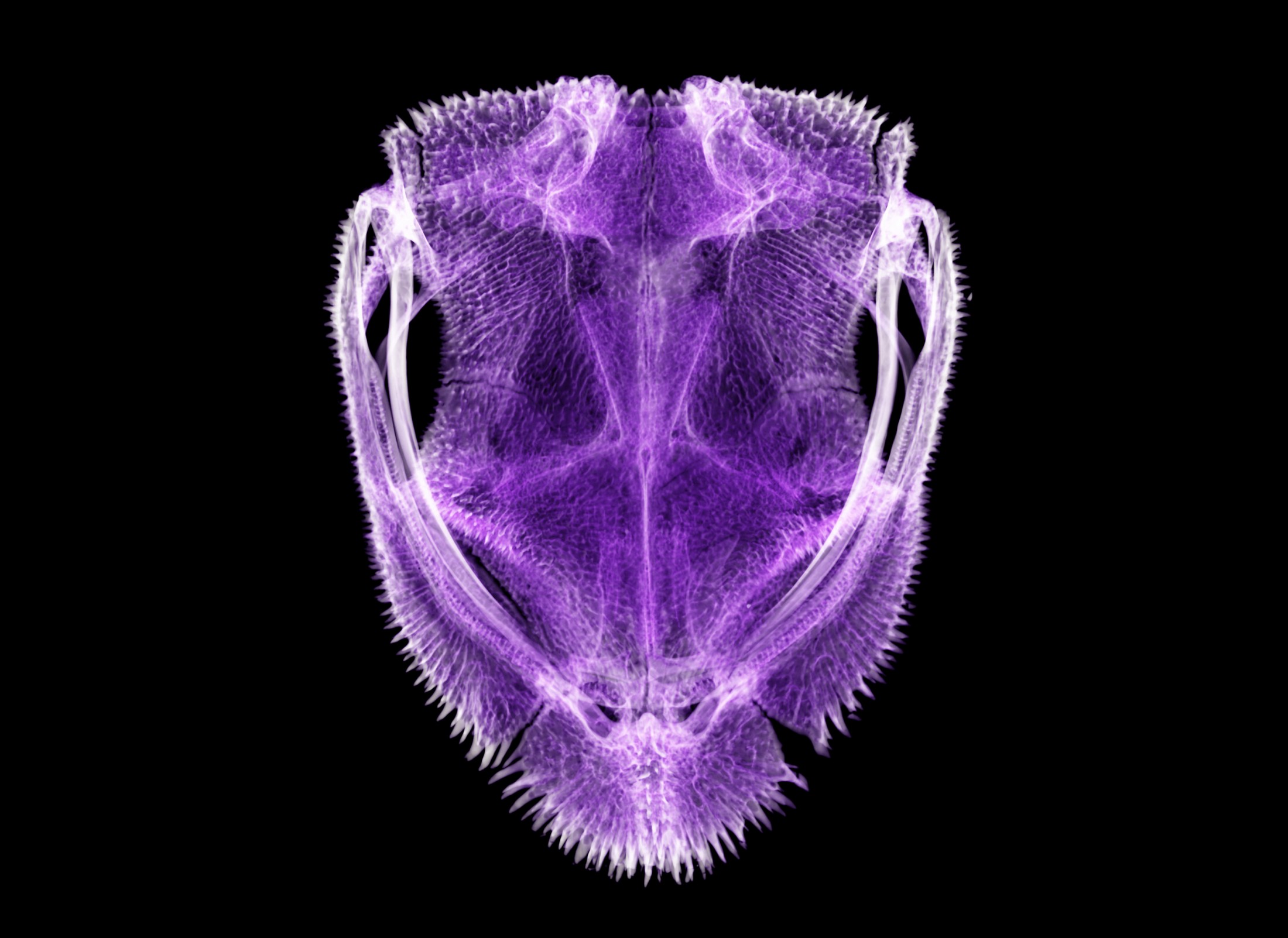 color-added scan of frog skull shows spikes on 