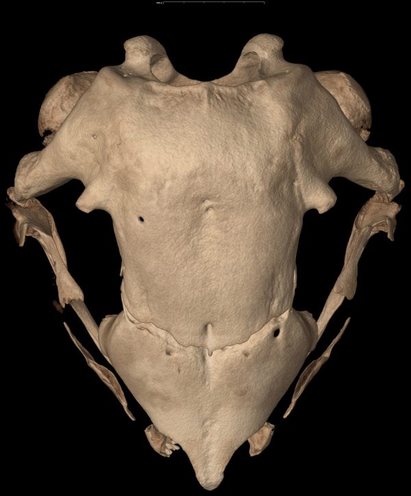 pointy frog skull