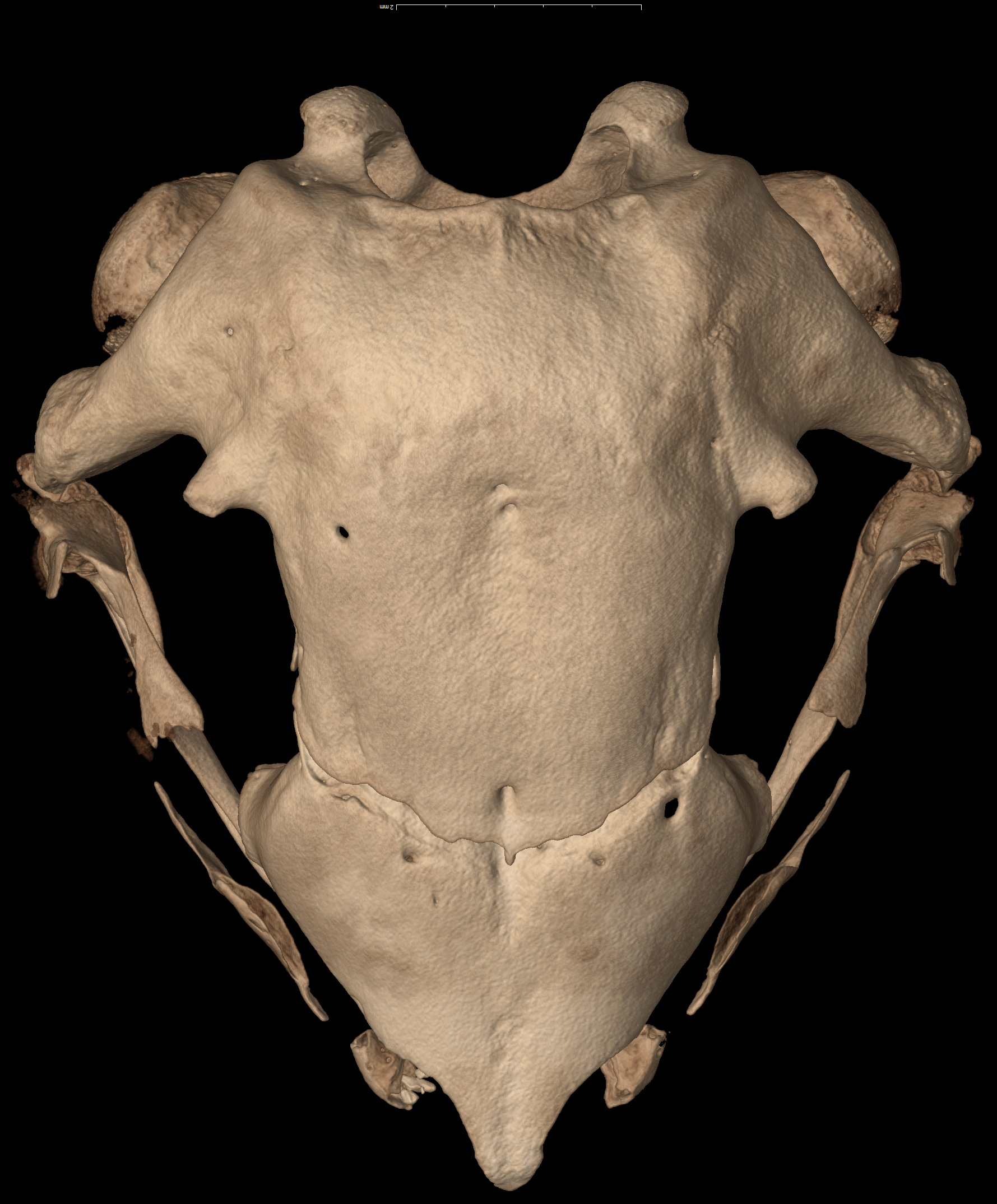 frog skeletal system skull