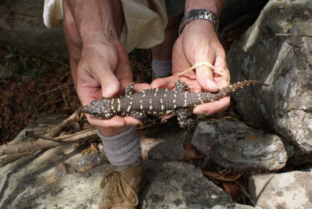 A scientist holds a dragon lizard