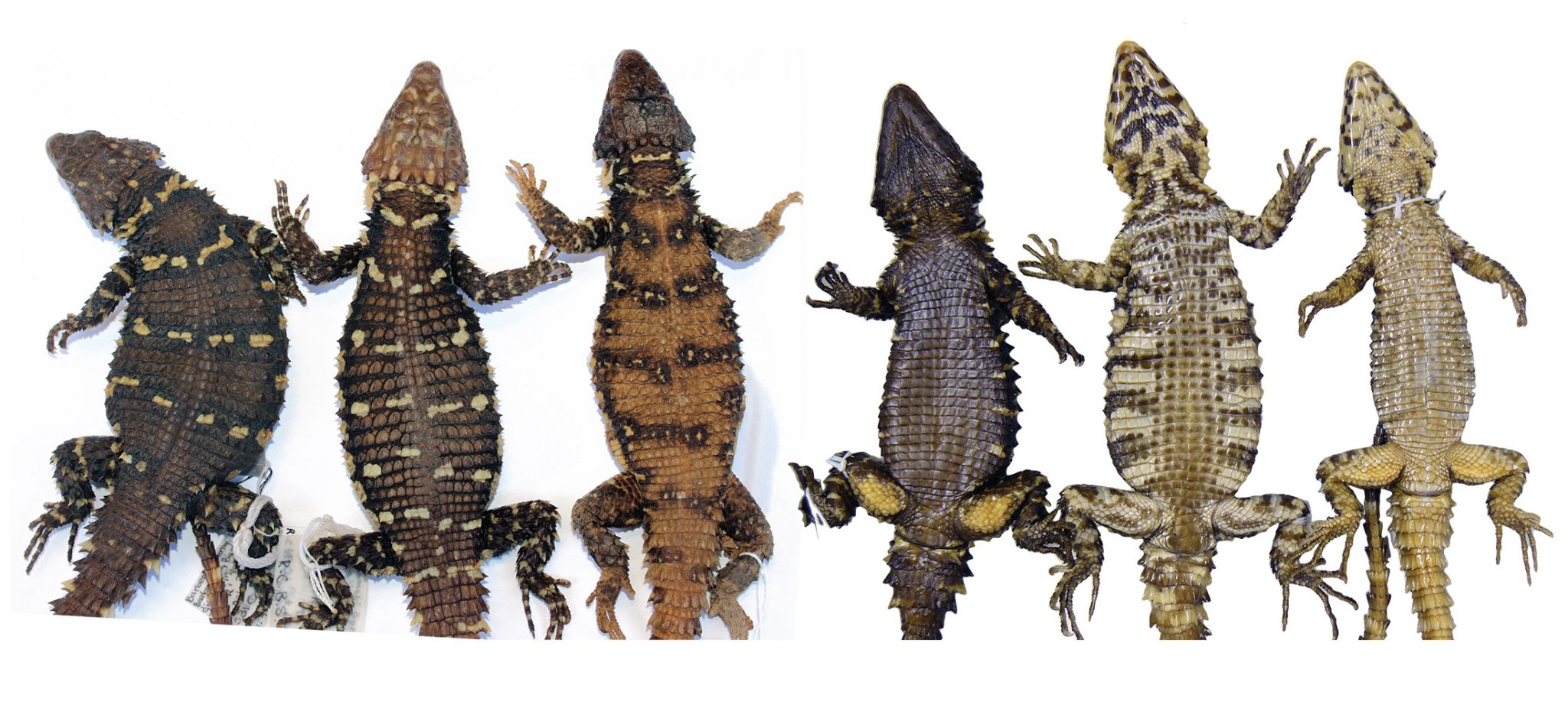 Here be dragons Analysis reveals new species in Smaug lizard group