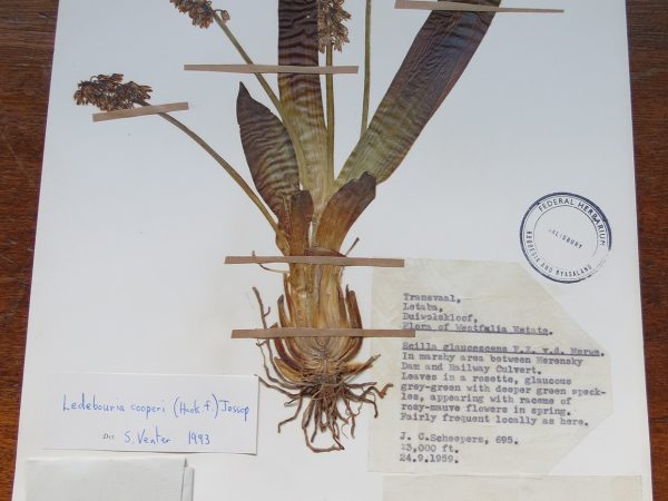 herbarium specimen