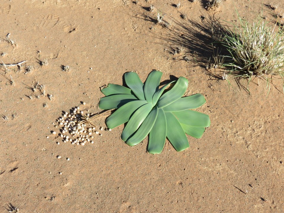 plant flattened on ground