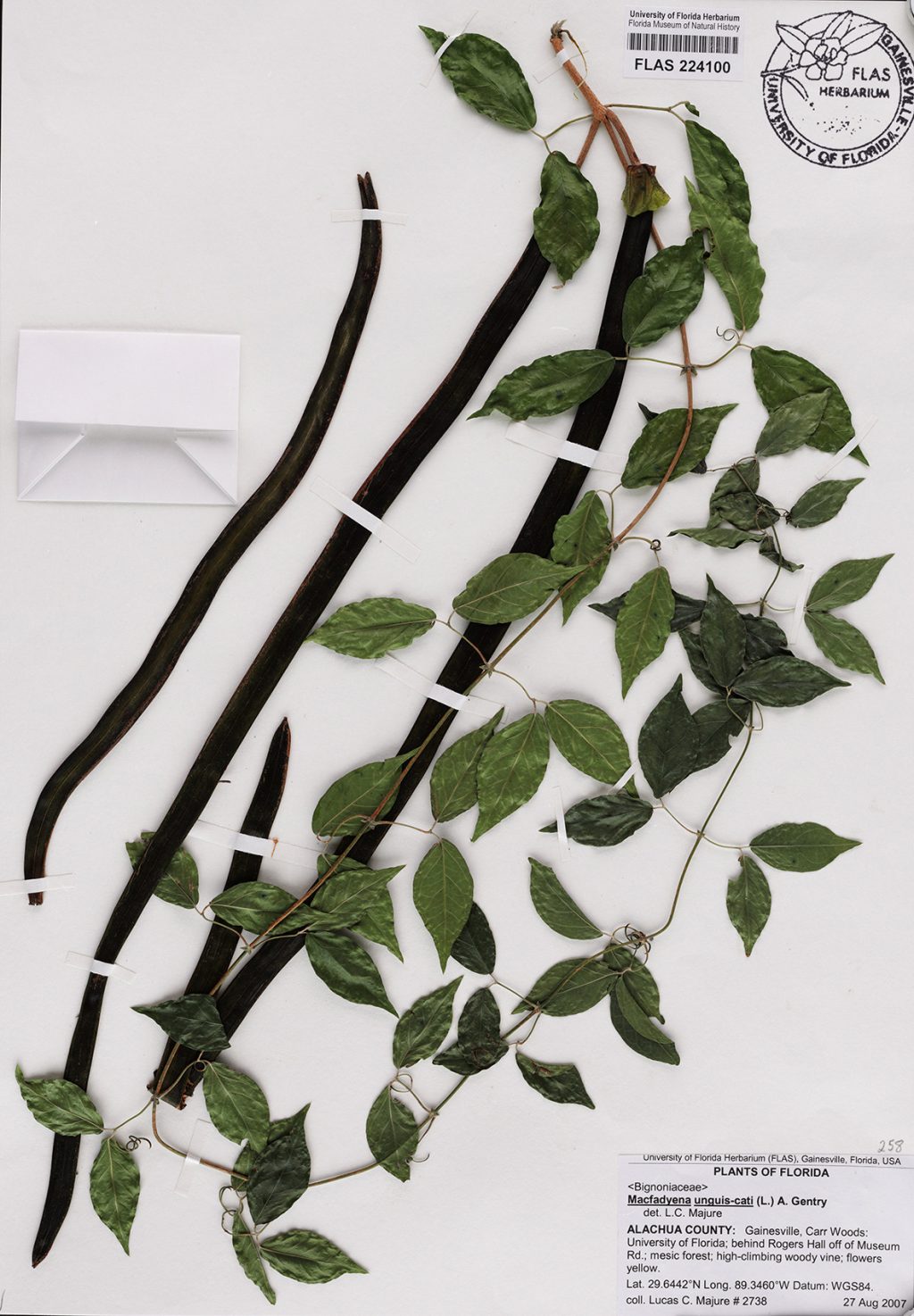 herbarium specimen