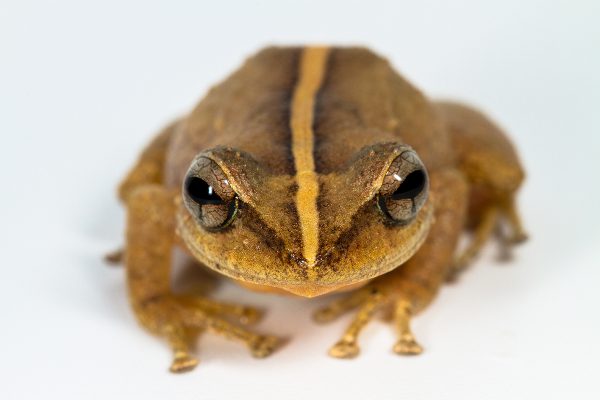Coquà fossil from Puerto Rico takes title of oldest Caribbean frog