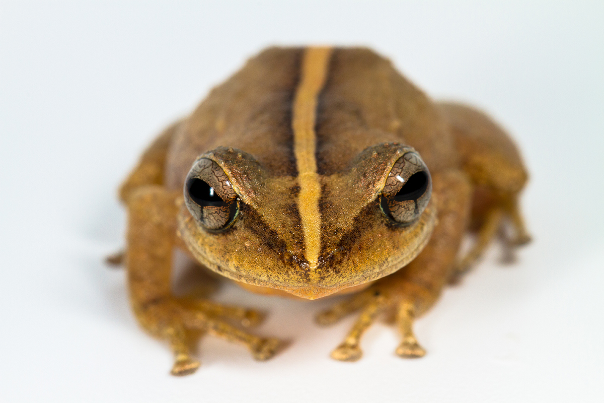 Coquí fossil from Puerto Rico takes title of oldest Caribbean frog –  Research News