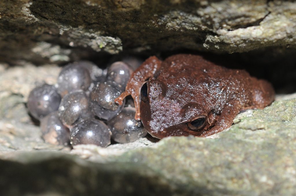 coqui guarding eggs