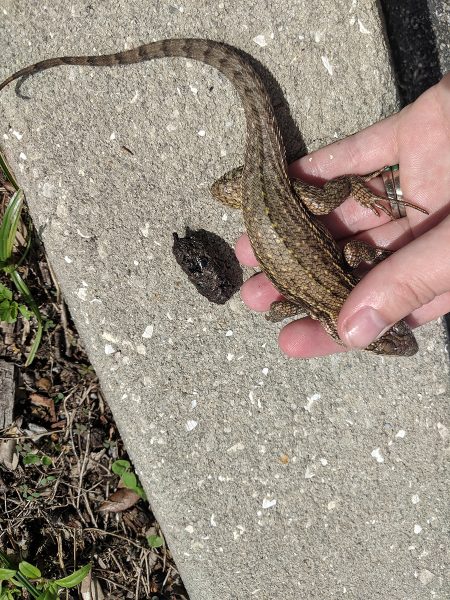 Curly tail lizard and feces
