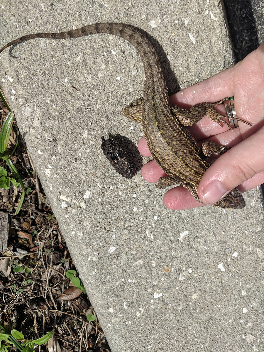 Florida lizard's bad case of constipation makes history – Research