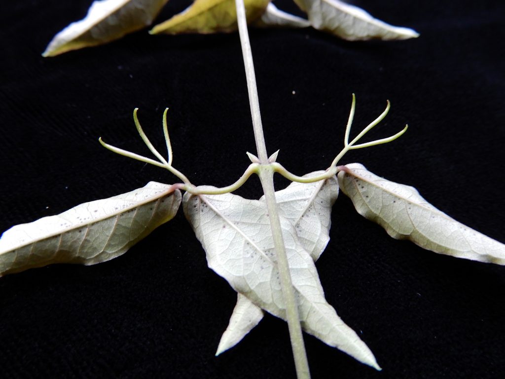 Five Facts Cat s  claw  vine  in Florida  Florida  Museum 