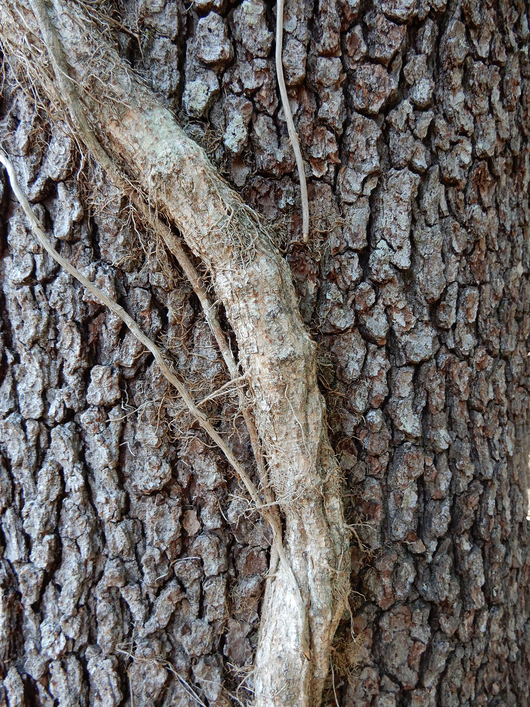 Five Facts Cat s  claw  vine  in Florida  Florida  Museum 