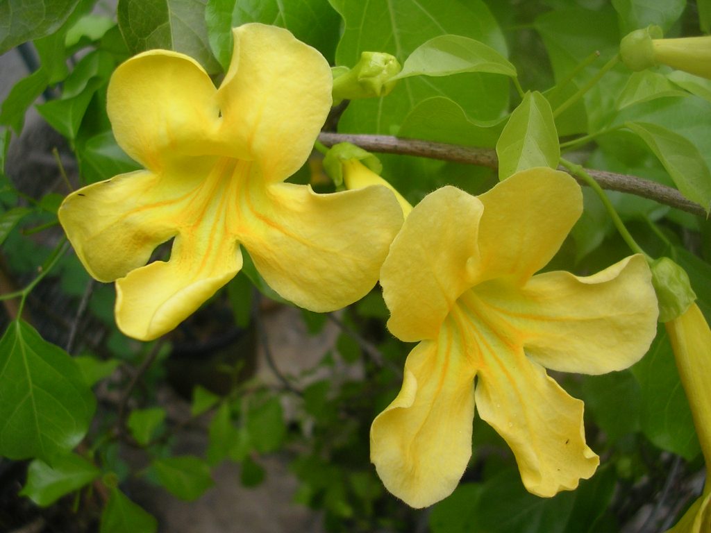 yellow flowers