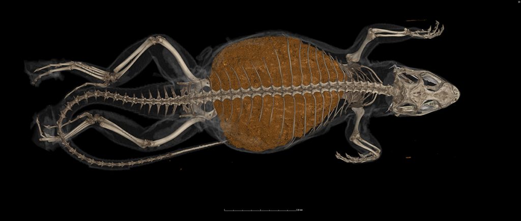 CT scan of constipated curly tail