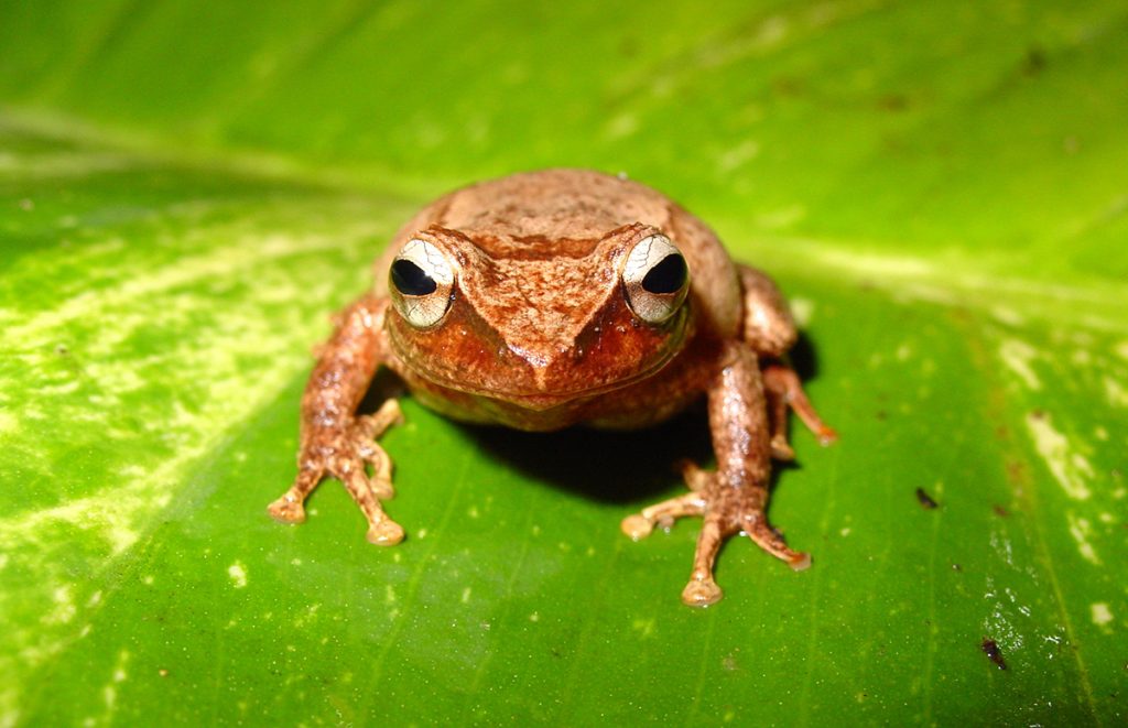 coqui on leaf