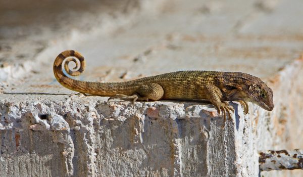 Florida Lizard S Bad Case Of Constipation Makes History Florida Museum Science