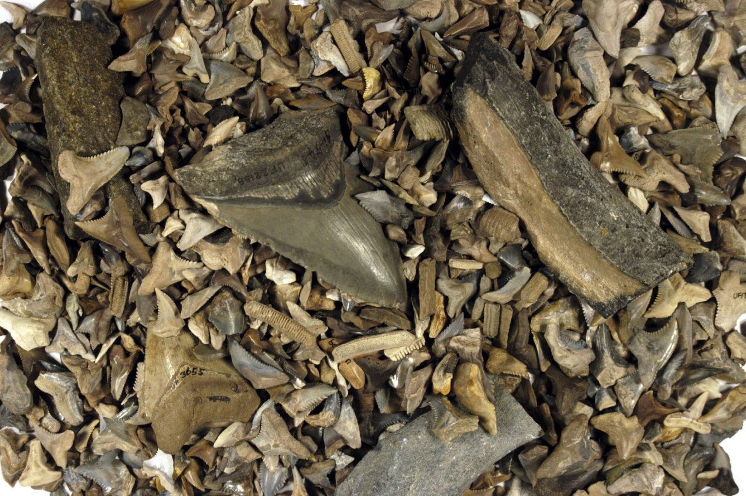 Five Facts: Fossil shark teeth in Florida – Research News