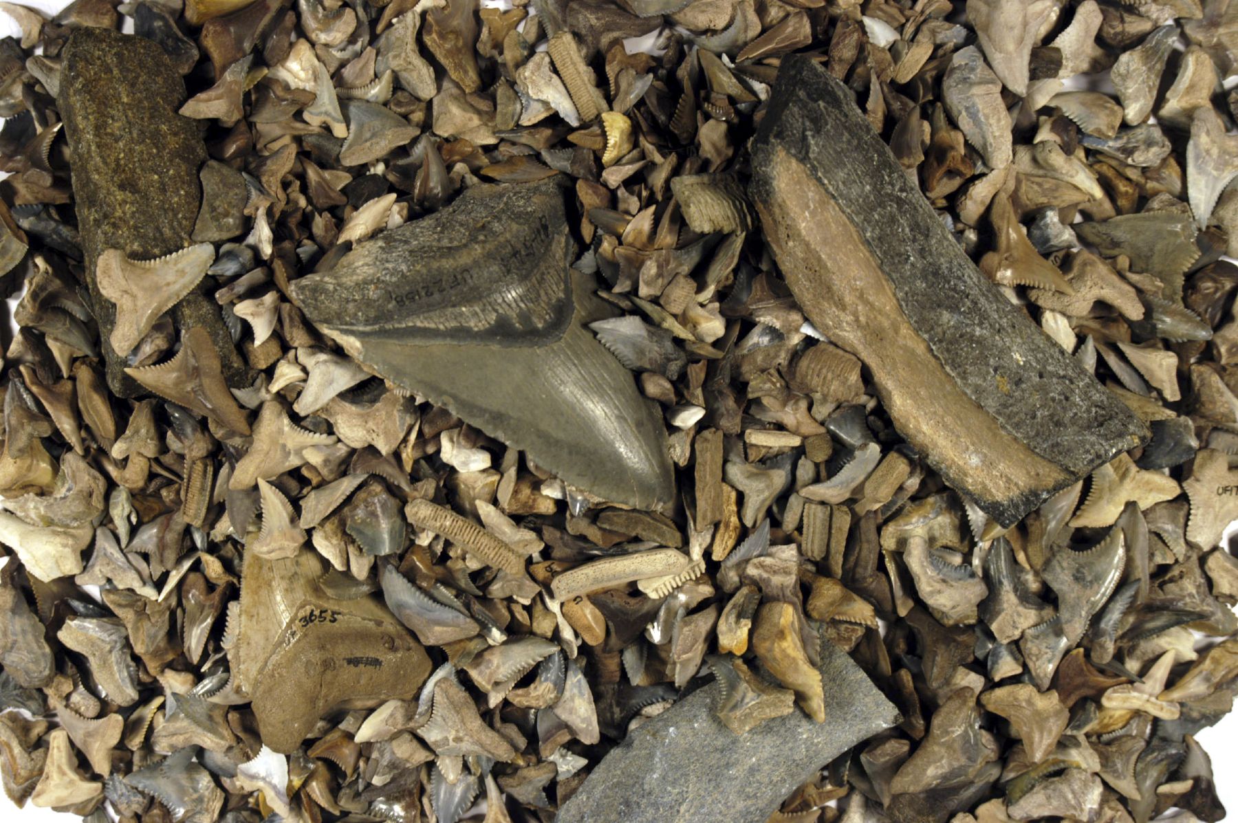 shark teeth fossils