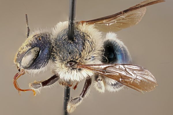 bee specimen