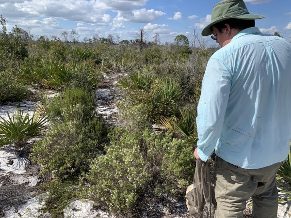 person in pine scrub habitat