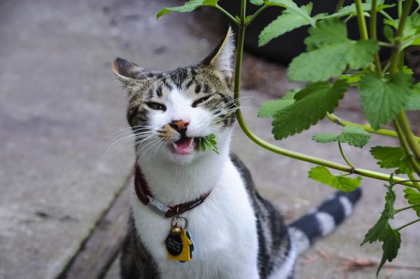 Cat with catnip