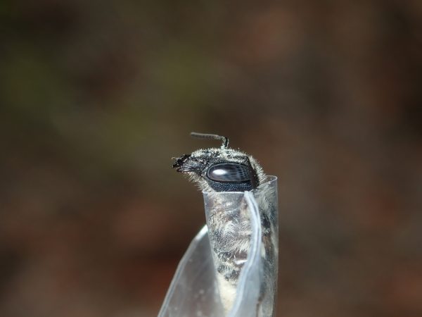 bee sticking head out of bag