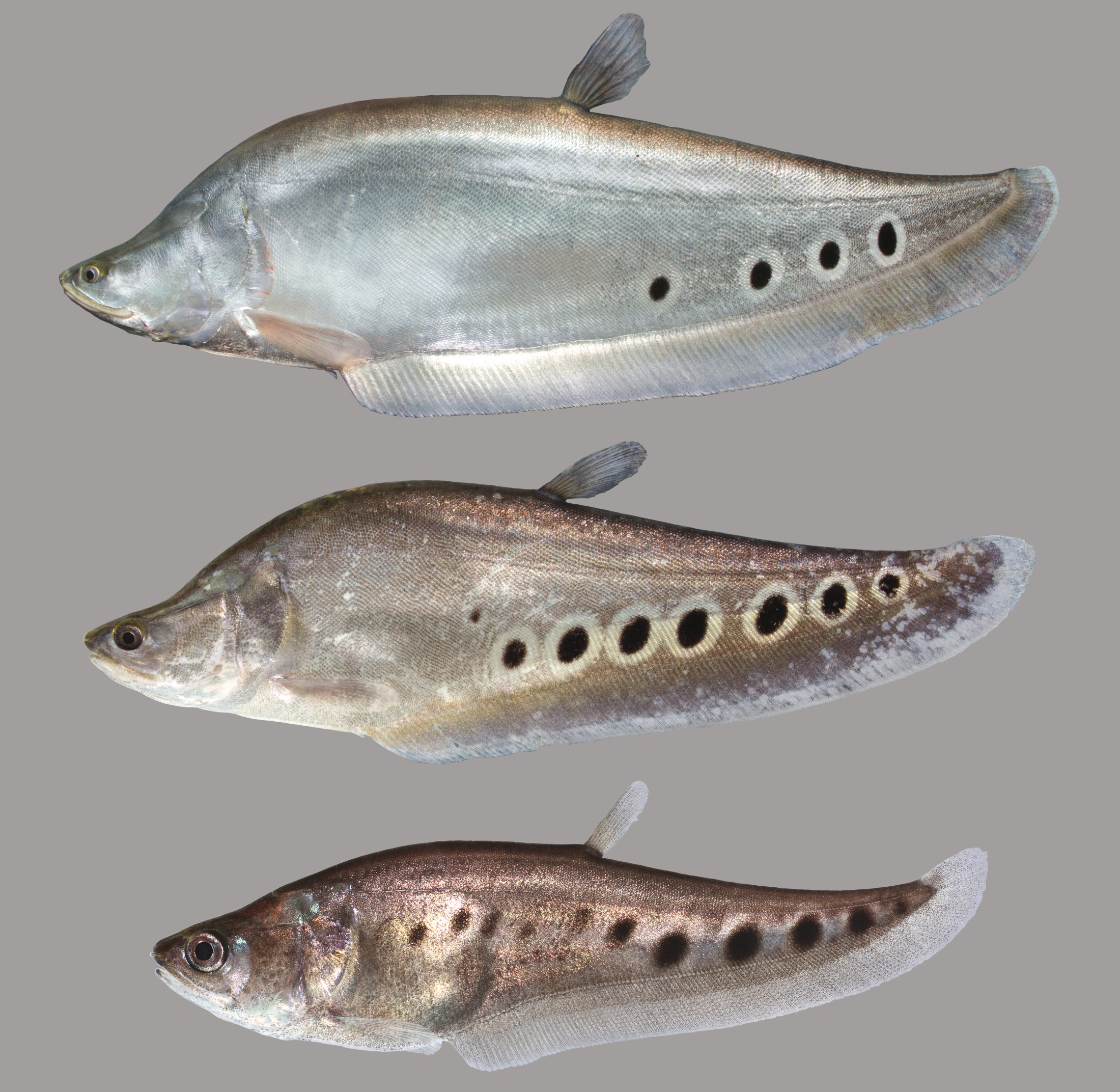 Lateral view of clown knifefish