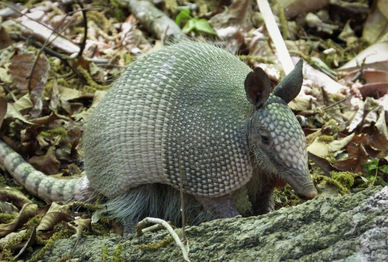 Five Facts Ninebanded armadillo Research News