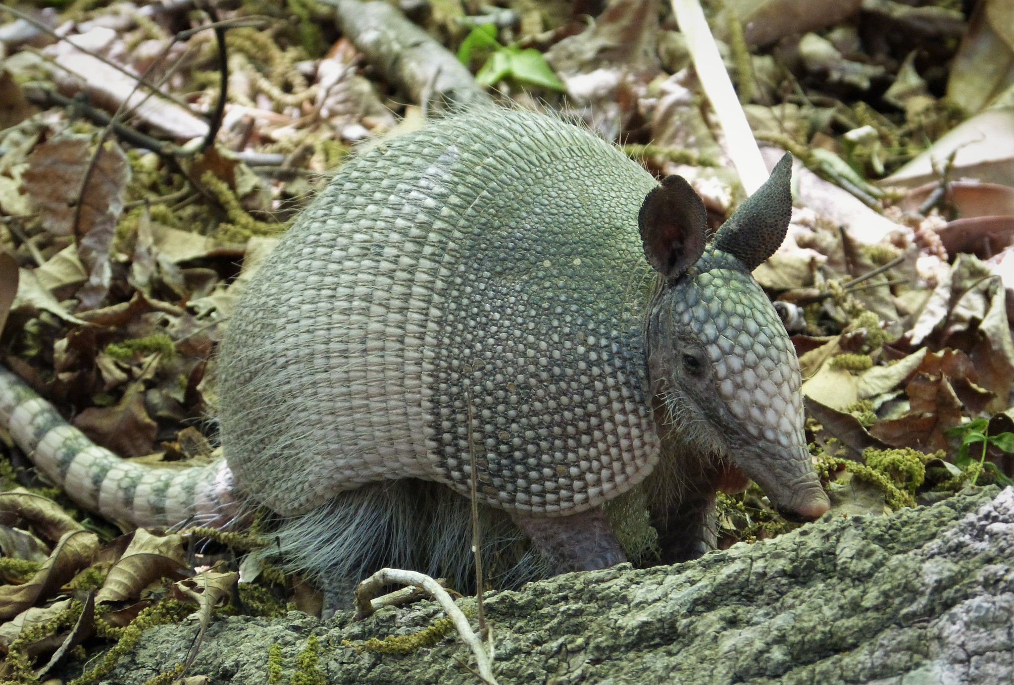 Five Facts: Nine-banded armadillo – Florida Museum Science
