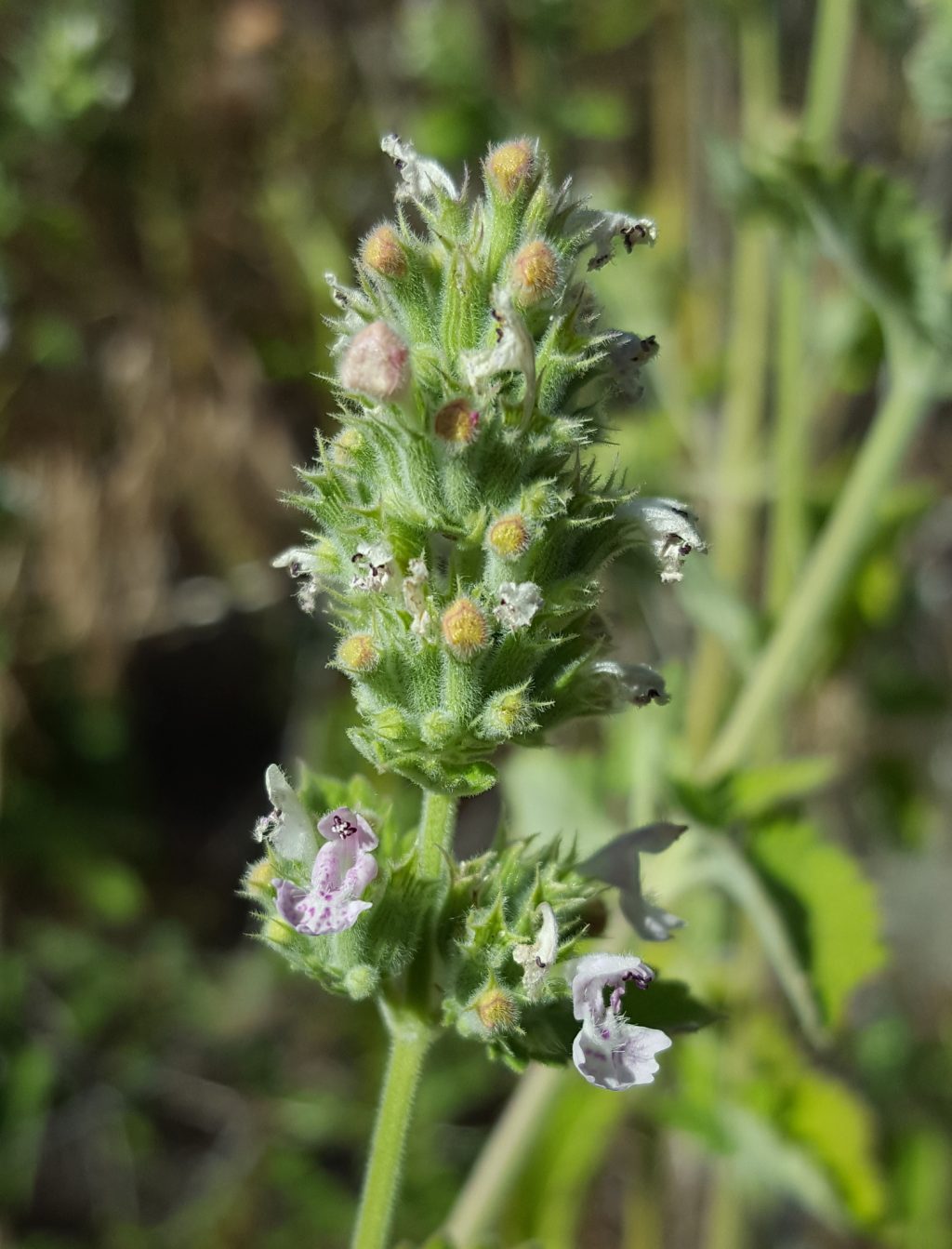 catnip in blossom