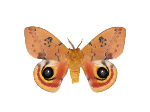 An io moth