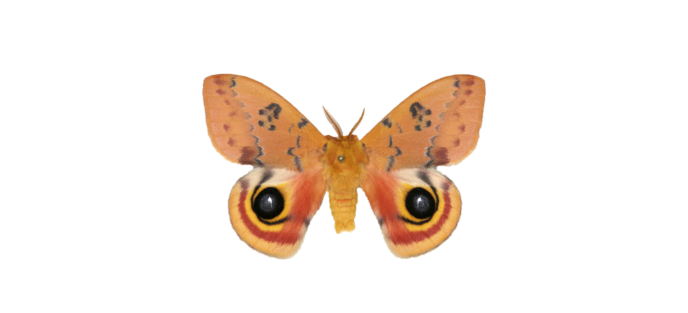 Lyin’ eyes Butterfly, moth eyespots may look the same, but likely