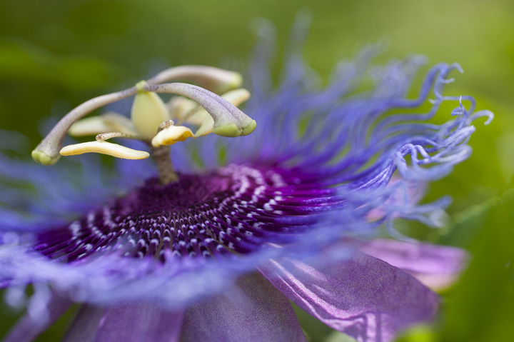 New books present the PhyloCode, an evolutionbased system for naming