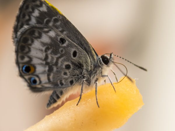 butterfly on cotton swab