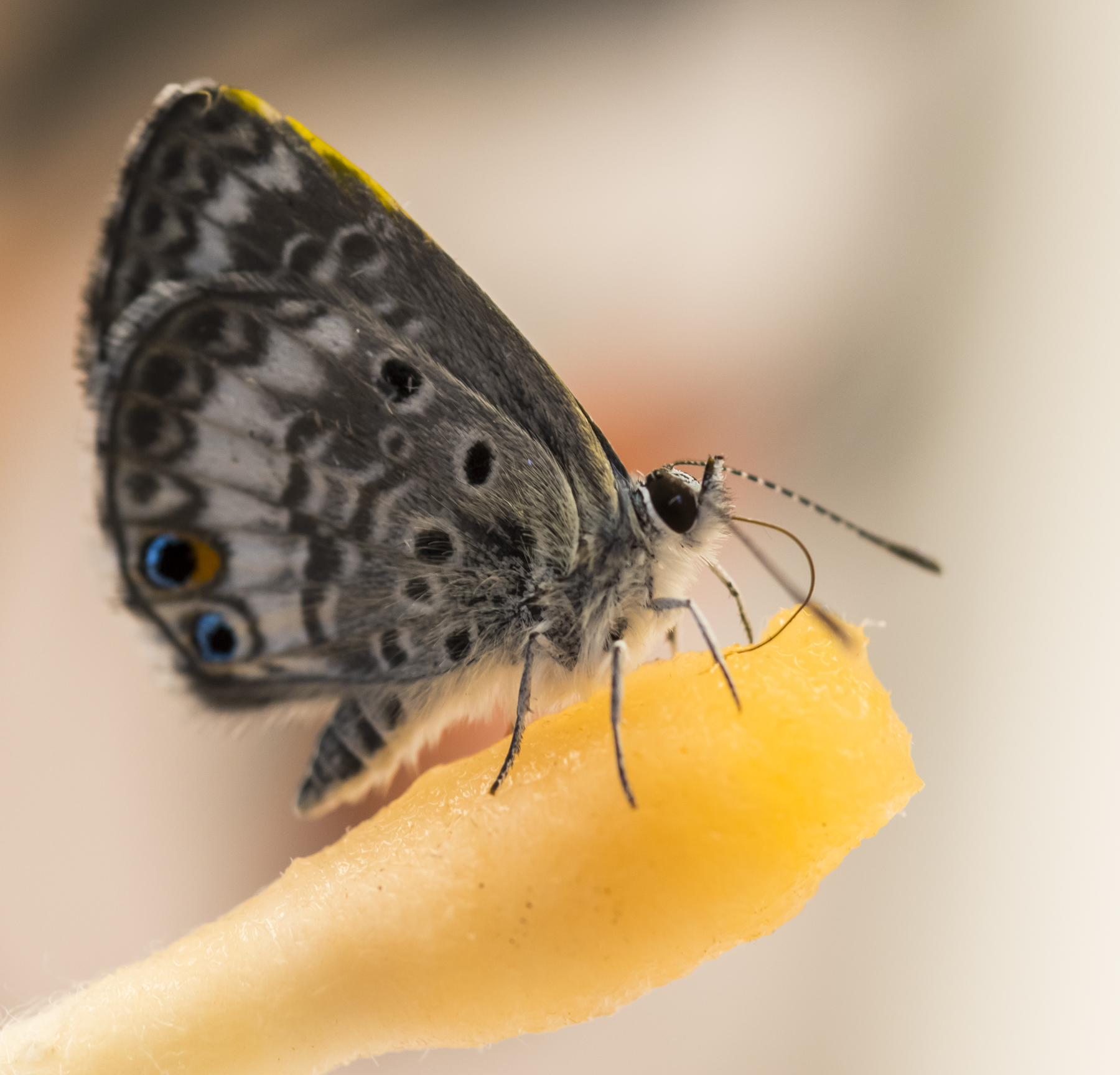 Gatorade fuels endangered Miami blue butterflies Research News