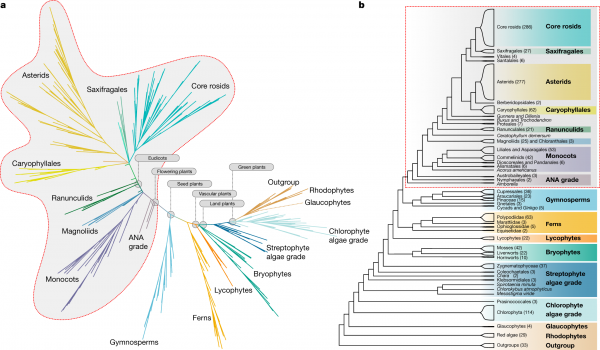 tree of life for green plants