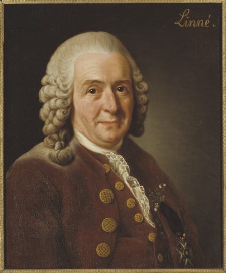 portrait of Carl Linneaus
