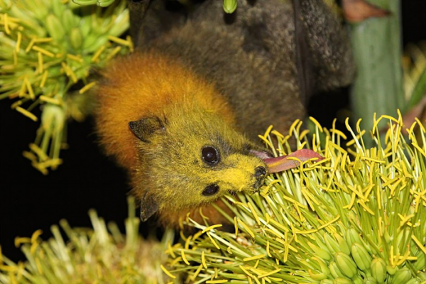 flying fox feeding on agave