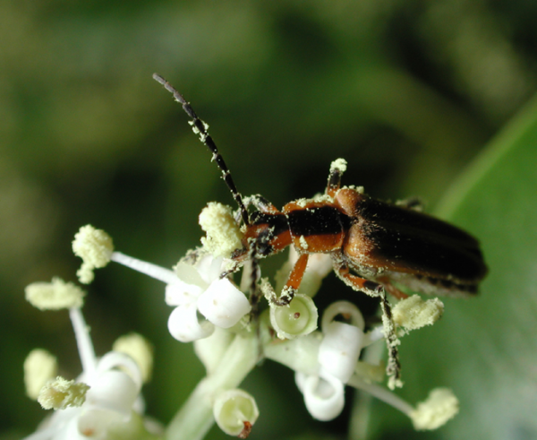 soldier beetle on white flower