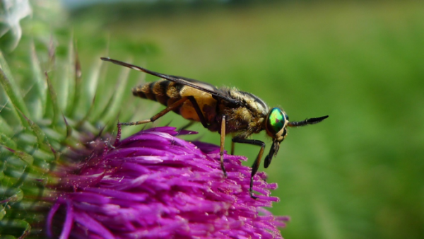 horse fly on a purple flower