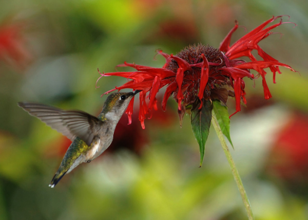 hummingbird feeding on red flower