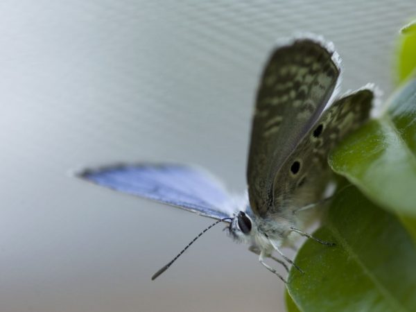 Miami blue butterfly