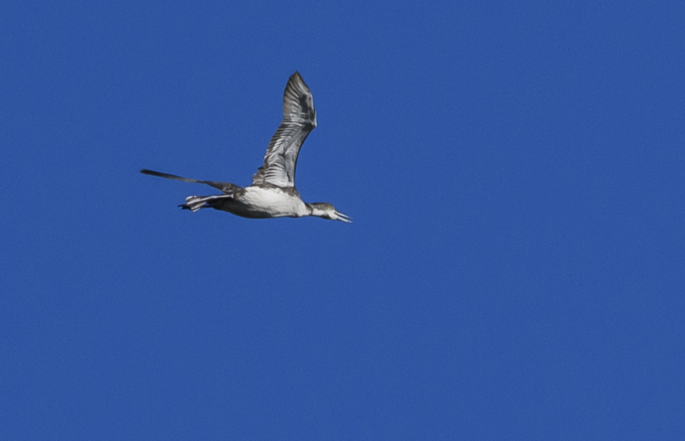 loon against blue sky