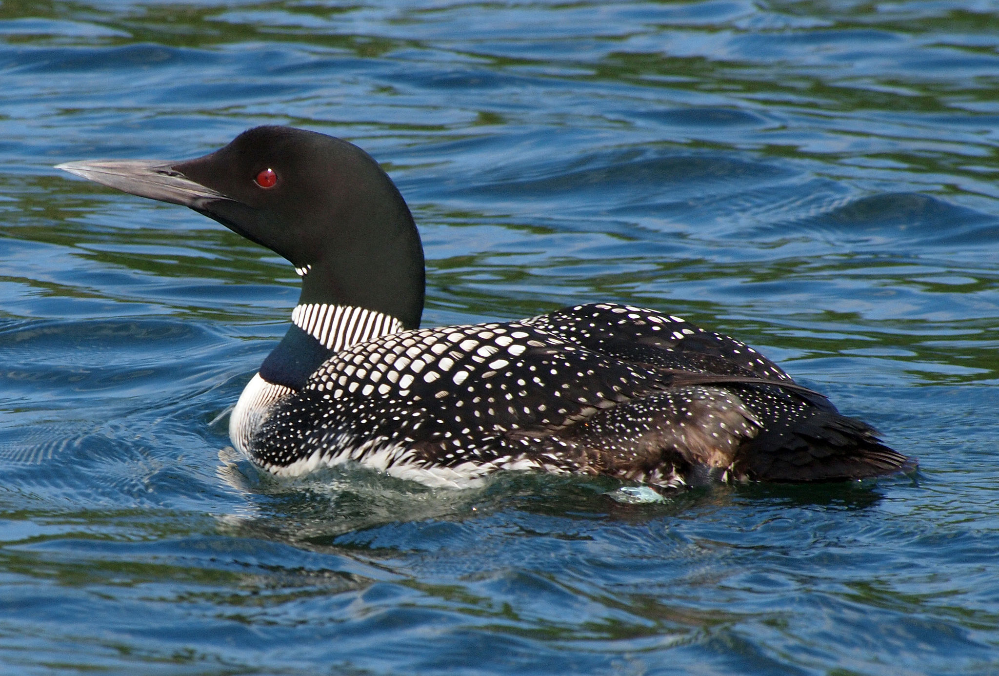 loon on lake