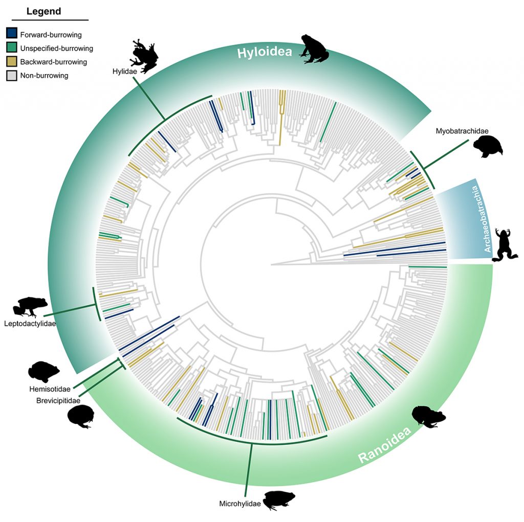 A frog tree of life