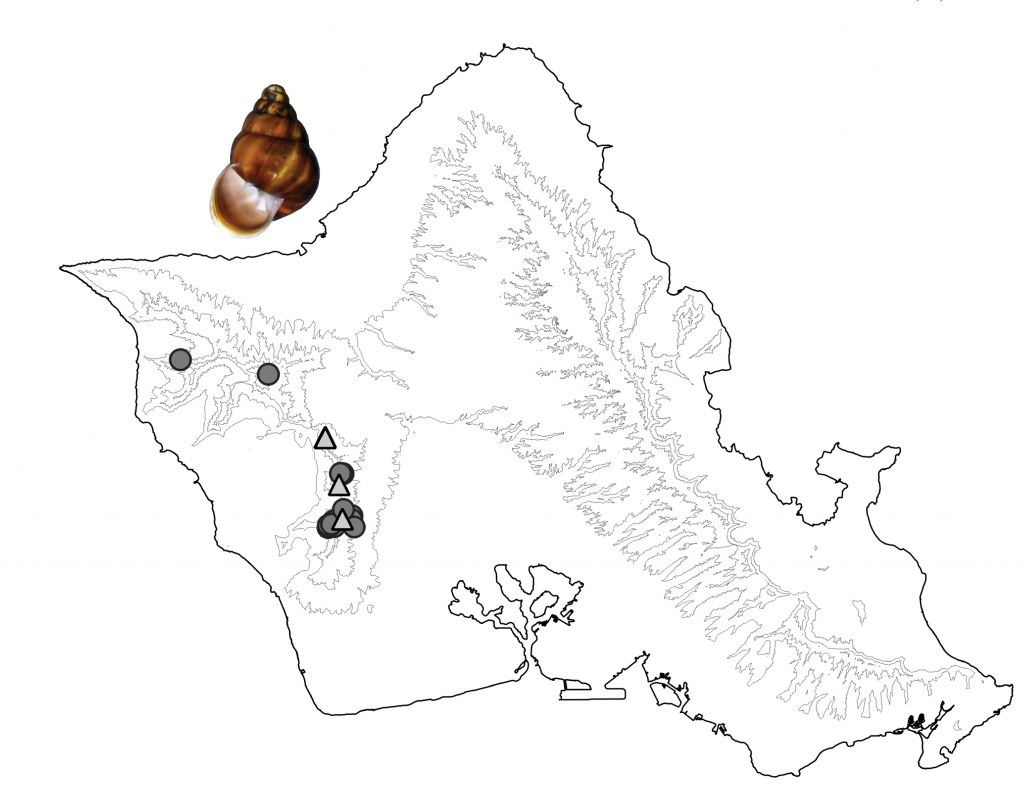 New native Hawaiian land snail species discovered, first in 60 years