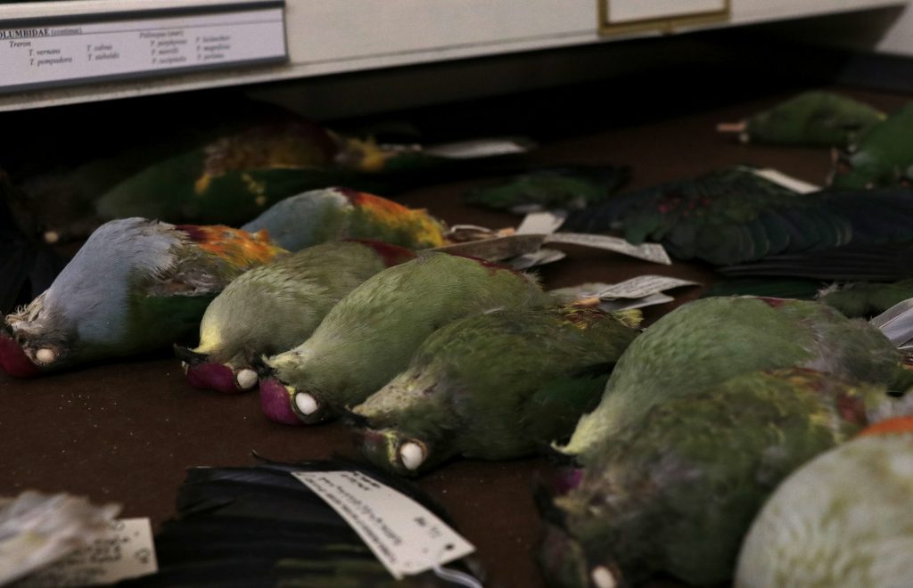 colorful pigeon specimens in drawer