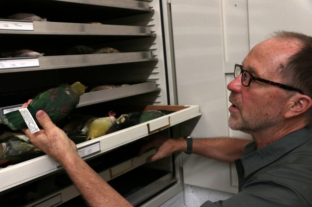 David Steadman holds a green pigeon