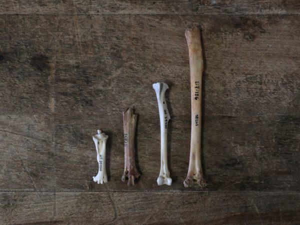 lineup of leg bones